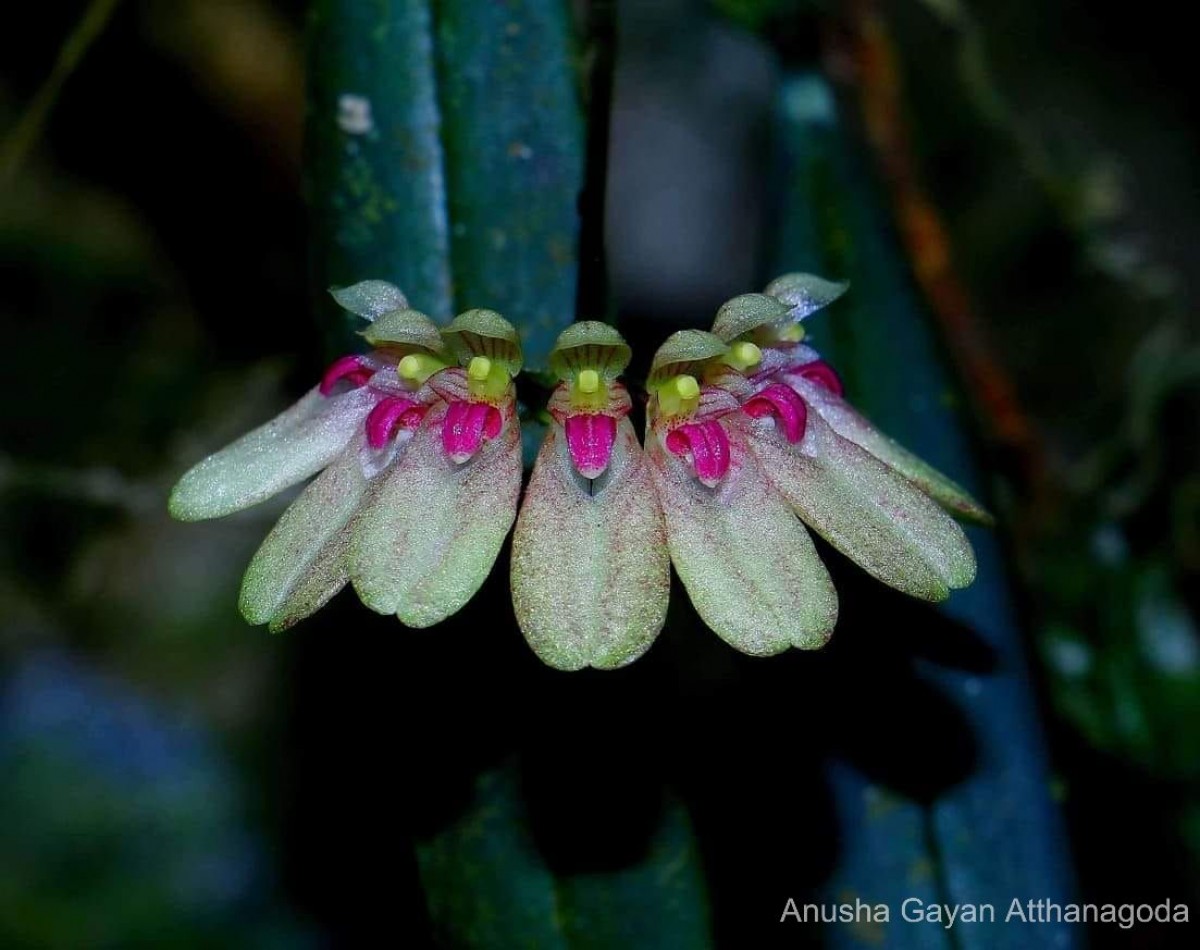 Bulbophyllum elliae Rchb.f.